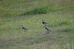 Vanellus chilensis chilensis