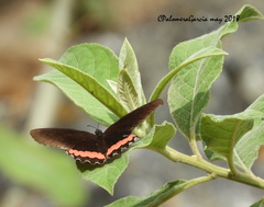 Biblis