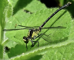 Octogomphus specularis