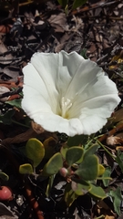 Calystegia subacaulis