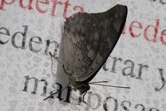 Archaeoprepona demophoon gulina