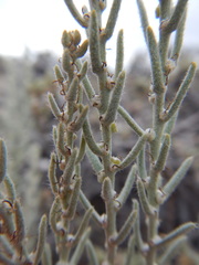 Neokochia americana