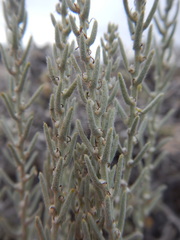 Neokochia americana