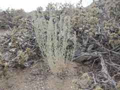 Neokochia americana