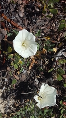 Calystegia subacaulis