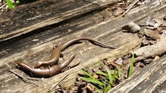 Plestiodon tetragrammus