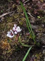 Nothoscordum andicola