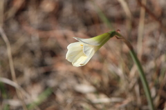 Zephyranthes pseudoconcolor