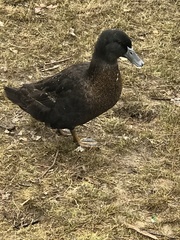 Anas platyrhynchos domesticus