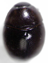 Acritus nigricornis