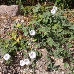 Jacquemontia pringlei