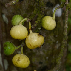 Ficus congesta