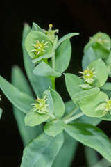 Euphorbia esuliformis
