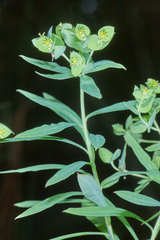 Euphorbia esuliformis
