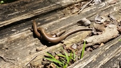 Plestiodon tetragrammus