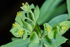 Euphorbia esuliformis