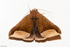 Pseudophisma aeolida