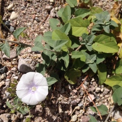 Jacquemontia pringlei