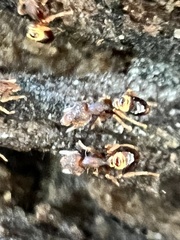 Strumigenys rostrata