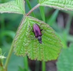 Plateumaris consimilis