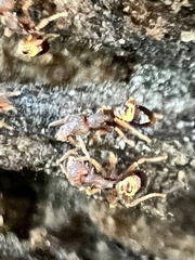 Strumigenys rostrata