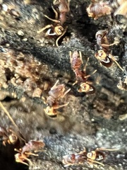 Strumigenys rostrata