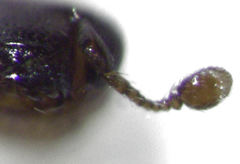 Acritus nigricornis