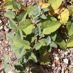 Jacquemontia pringlei