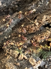 Strumigenys rostrata