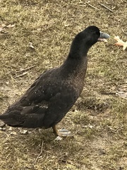 Anas platyrhynchos domesticus