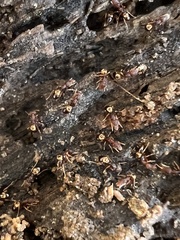 Strumigenys rostrata