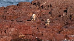 Tachyeres leucocephalus