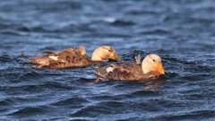 Tachyeres leucocephalus