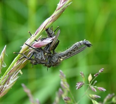 Dysmachus fuscipennis
