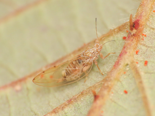 Phylloplecta trisignata