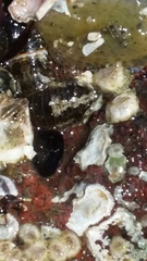 Gnorimosphaeroma oregonense