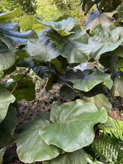 Coccoloba pubescens