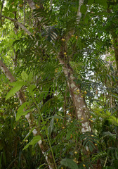 Ficus congesta