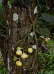 Ficus congesta