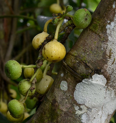 Ficus congesta