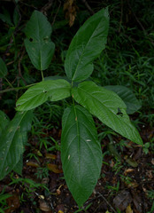 Ficus congesta
