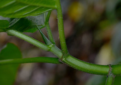 Ficus congesta