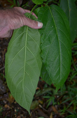 Ficus congesta