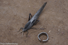 Lobosceliana