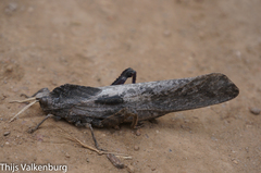 Lobosceliana