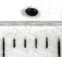 Acritus nigricornis