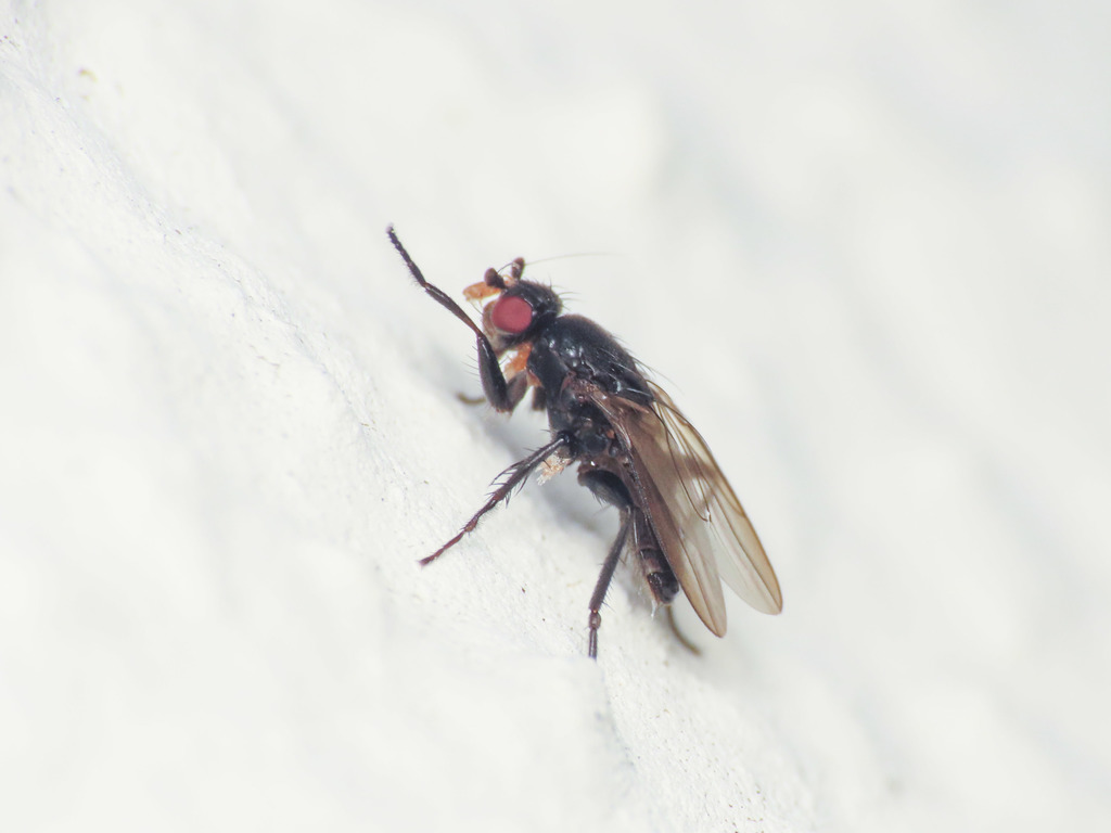 Limosina silvatica