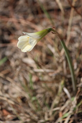 Zephyranthes pseudoconcolor