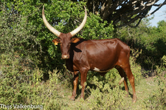 Bos indicus × taurus