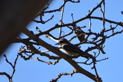 Pyrocephalus rubinus